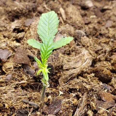 Blueberry growlog timeline photo