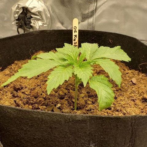 OG Kush growlog timeline photo