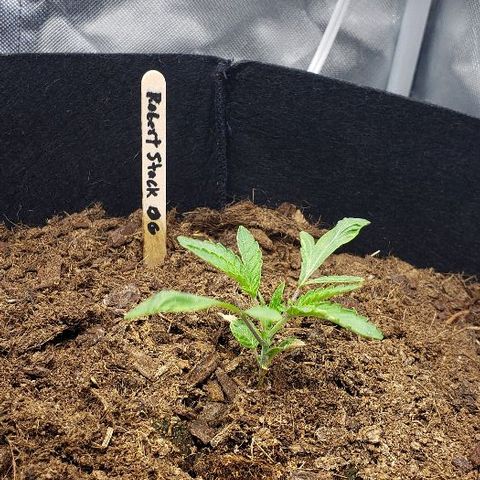 Robert Stack OG growlog timeline photo