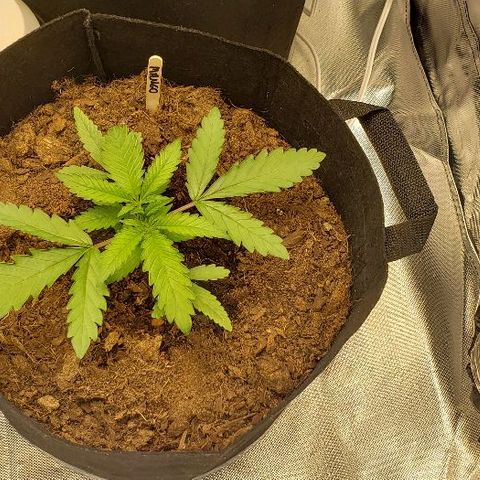 BC Mango growlog timeline photo