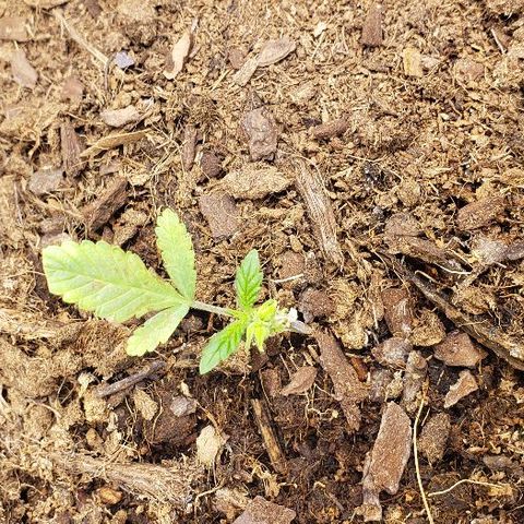 Blueberry growlog timeline photo