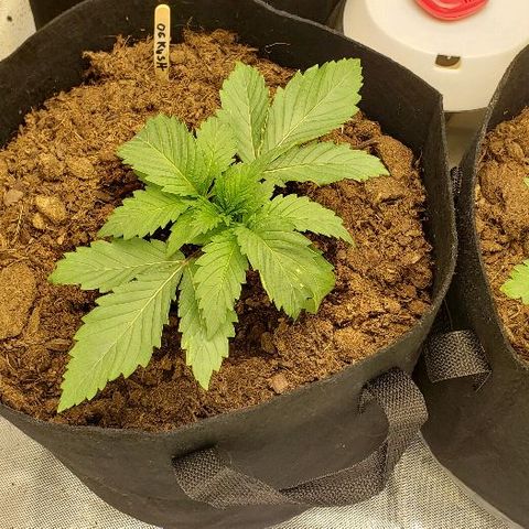 OG Kush growlog timeline photo