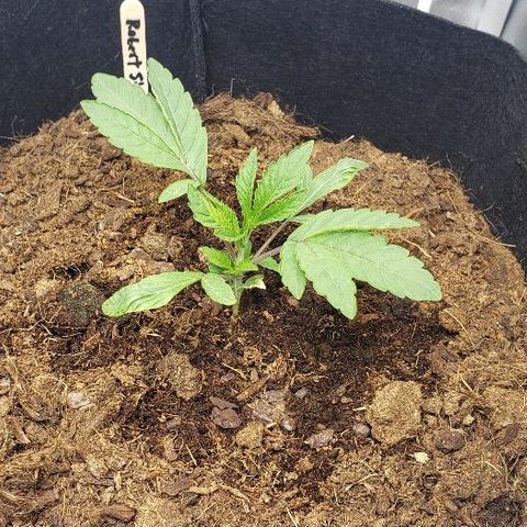 Robert Stack OG growlog timeline photo