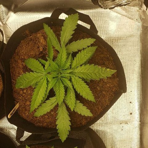 BC Mango growlog timeline photo
