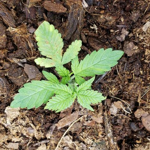 Blueberry growlog timeline photo