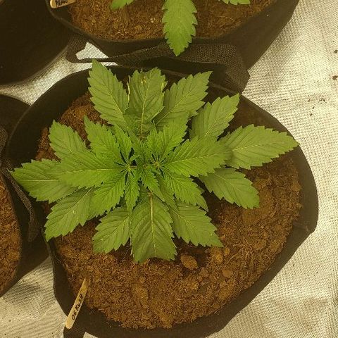 OG Kush growlog timeline photo