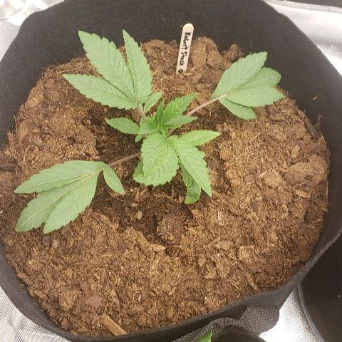 Robert Stack OG growlog timeline photo