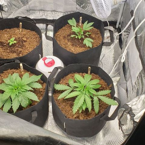BC Mango growlog photo: Topped at 4th node. 160w 26 inches