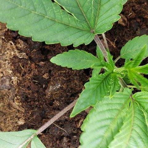 BC Mango growlog photo: Topped at 4th node. 160w 26 inches