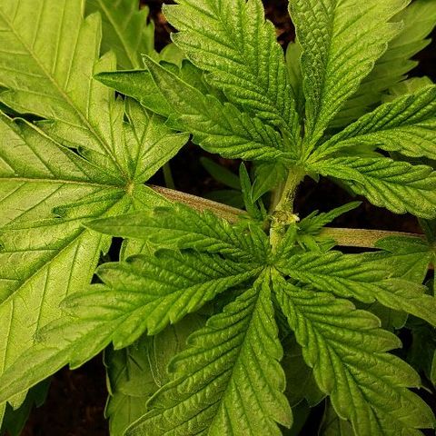 BC Mango growlog photo: Topped at 4th node. 160w 26 inches