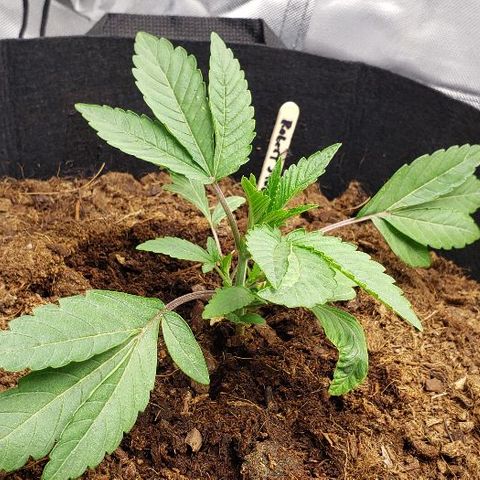BC Mango growlog photo: Topped at 4th node. 160w 26 inches