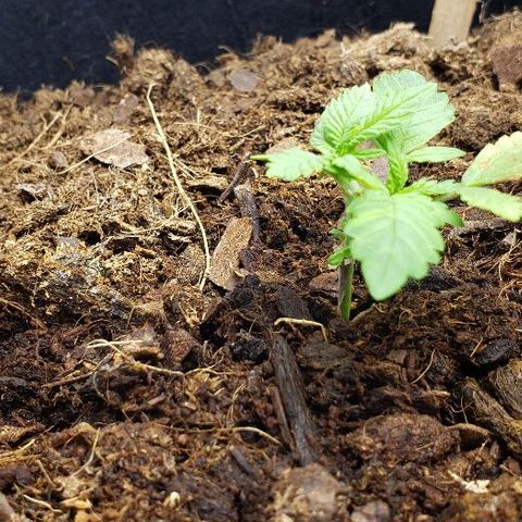 BC Mango growlog photo: Topped at 4th node. 160w 26 inches