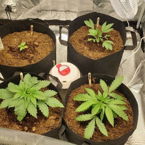 BC Mango growlog photo: Topped at 4th node. 160w 26 inches