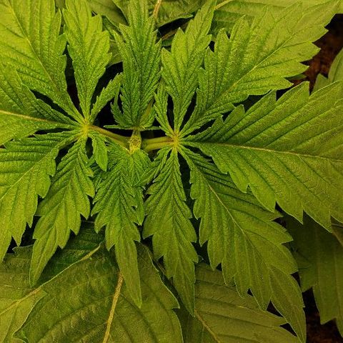 BC Mango growlog photo: Topped at 4th node. 160w 26 inches