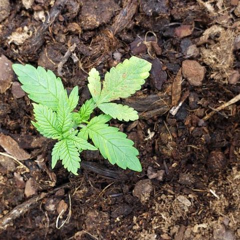 BC Mango growlog photo: Topped at 4th node. 160w 26 inches