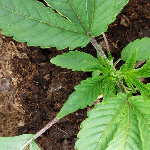 BC Mango growlog photo: Topped at 4th node. 160w 26 inches