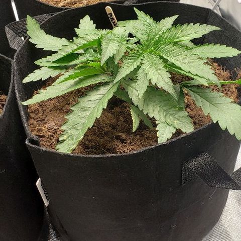 BC Mango growlog timeline photo