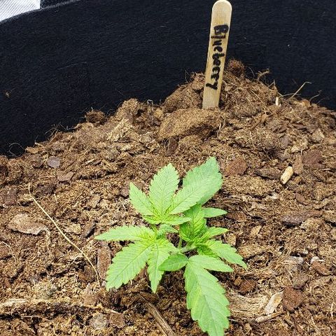 Blueberry growlog timeline photo