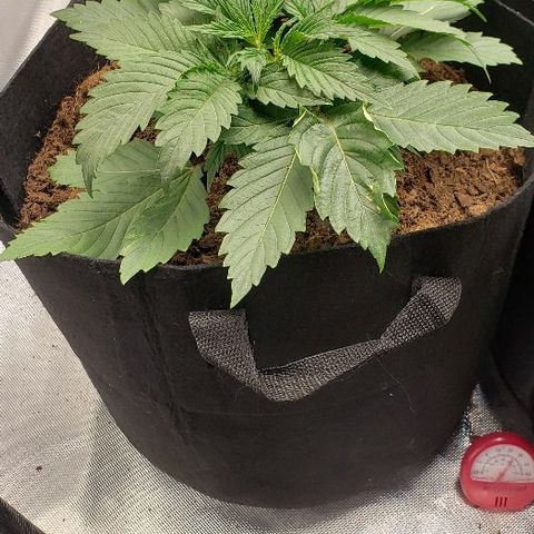 OG Kush growlog timeline photo
