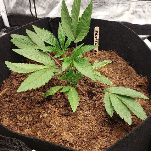 Robert Stack OG growlog timeline photo