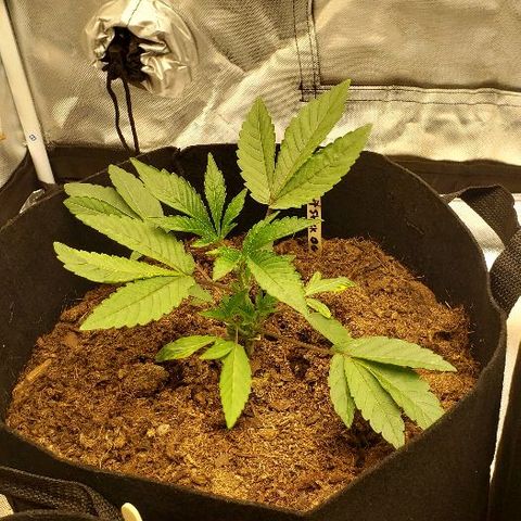 BC Mango growlog timeline photo