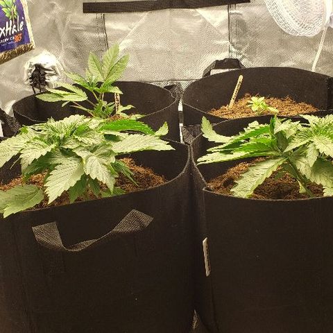 BC Mango growlog timeline photo