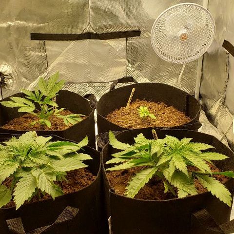 BC Mango growlog timeline photo
