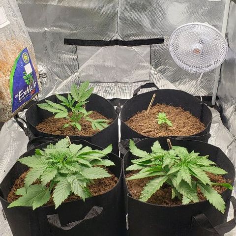 BC Mango growlog timeline photo