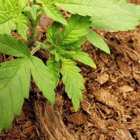 BC Mango growlog timeline photo