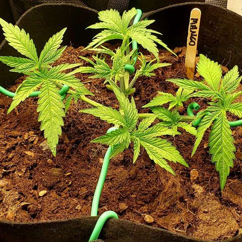 BC Mango growlog timeline photo