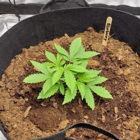Blueberry growlog timeline photo
