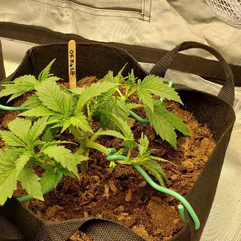 OG Kush growlog timeline photo