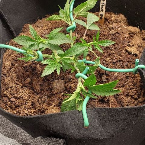 Robert Stack OG growlog timeline photo