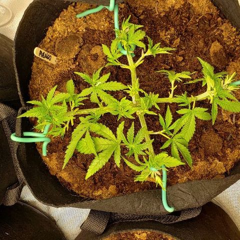 BC Mango growlog timeline photo