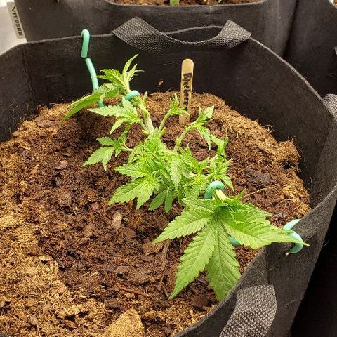 Blueberry growlog timeline photo