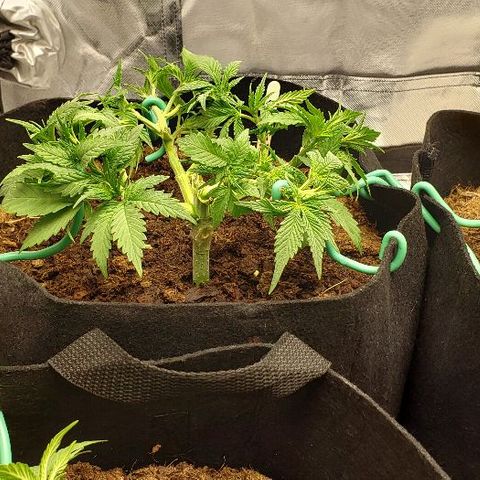 OG Kush growlog timeline photo