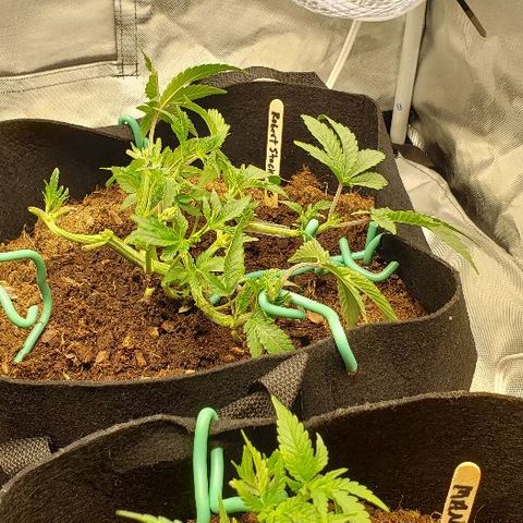 Robert Stack OG growlog timeline photo