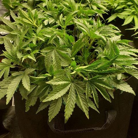 Robert Stack OG growlog timeline photo