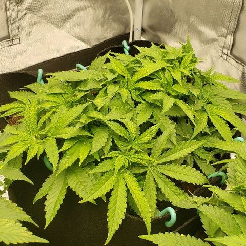 Blueberry growlog timeline photo