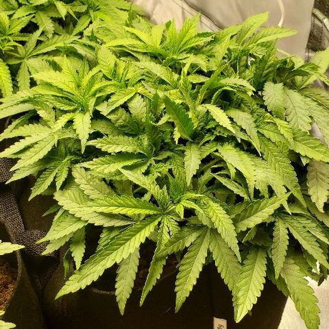 BC Mango growlog timeline photo