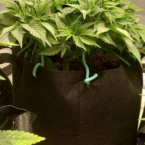 OG Kush growlog timeline photo