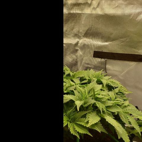 OG Kush growlog timeline photo