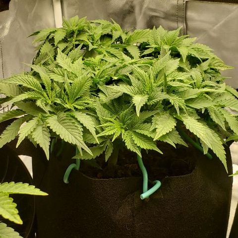 OG Kush growlog timeline photo