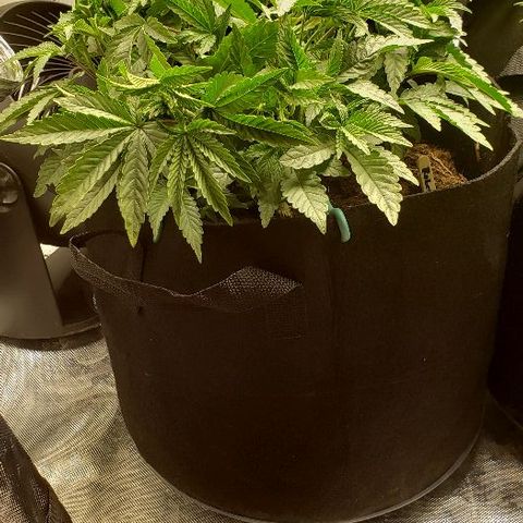 Robert Stack OG growlog timeline photo