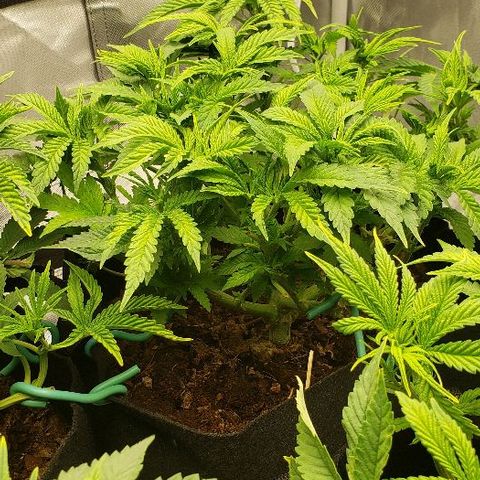 BC Mango growlog timeline photo