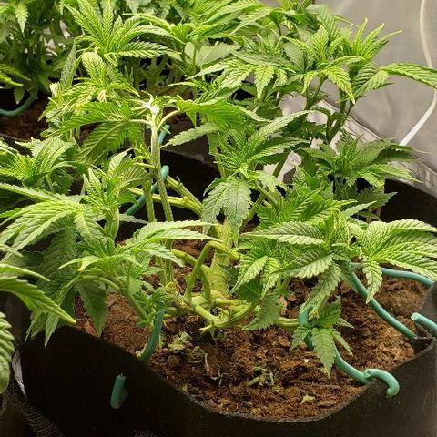 Blueberry growlog timeline photo
