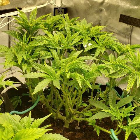 Robert Stack OG growlog timeline photo