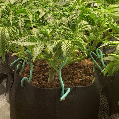OG Kush growlog timeline photo
