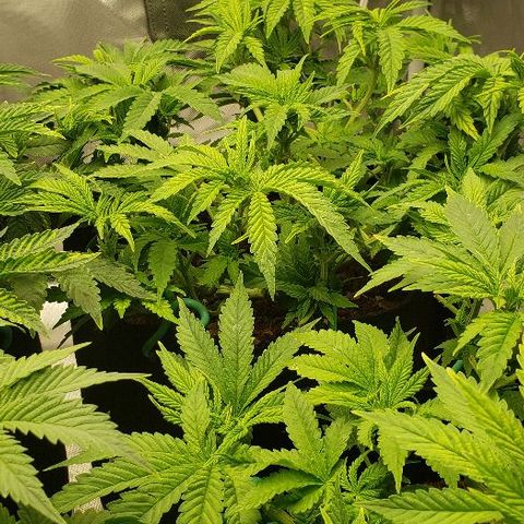 BC Mango growlog timeline photo