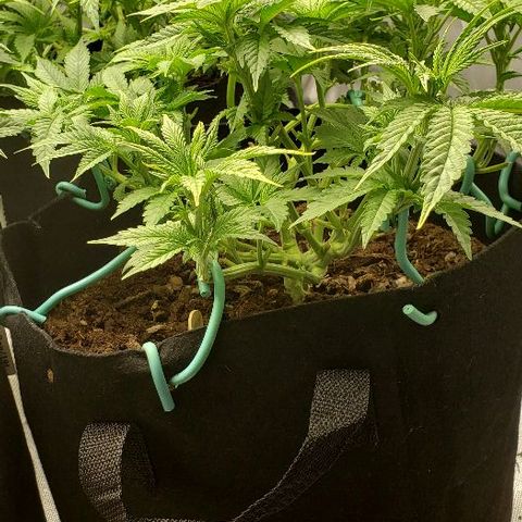 Blueberry growlog timeline photo